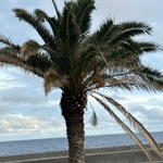 Imagem de Palmeira-das-canárias