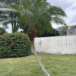 Imagem de Palmeira-dama