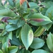 Imagem de Photinia x fraseri