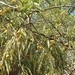 Imagem de Amla