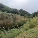 Imagem de Bambu-mossô