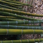 Imagem de Bambu-mossô