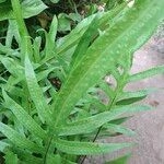 Imagem de Samambaia Jamaica