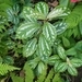 Imagem de Planta-mosaico
