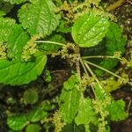 Imagem de Pilea hyalina