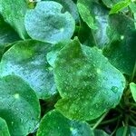 Imagem de Planta da amizade