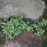 Imagem de Planta-moeda