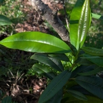 Imagem de Pimenta-de-jamaica