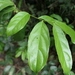 Imagem de Pimenta-de-macaco