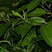 Imagem de Pimenta-de-macaco