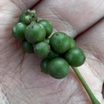 Imagem de Pimenta-do-reino