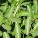 Imagem de Pimenta-de-macaco