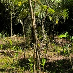 Imagem de Angico-Jacaré