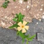 Imagem de Flor-do-guarujá
