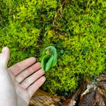 Imagem de Platanthera orbiculata não possui um nome popular amplamente reconhecido no Brasil