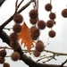 Imagem de Plátano-oriental