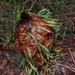 Imagem de Samambaia-de-chifre