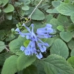 Imagem de Lavanda-do-zulu