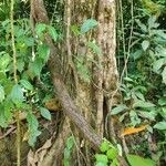 Imagem de Pleodendron costaricense