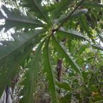 Imagem de Arália elegantíssima