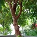 Imagem de Jabuticaba-paulista
