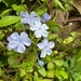 Imagem de Jasmim-azul