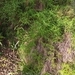 Imagem de Capim-dos-pampas