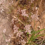 Imagem de Polycarpaea corymbosa