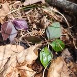Imagem de Polygaloides paucifolia