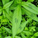 Imagem de Polygonum lapathifolium