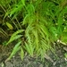 Imagem de Bonsai-Havaí