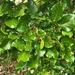Imagem de Pongamia