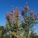 Imagem de Jade três cores