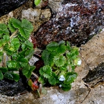Imagem de Potentilla sterilis