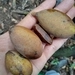 Imagem de Pouteria amygdalicarpa