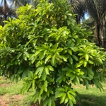 Imagem de Fruta Abil
