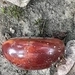 Imagem de Abiu-caramelo