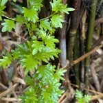 Imagem de Premna microphylla