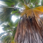 Imagem de Palmeira-fiji