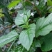Imagem de Priva flabelliformis