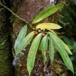 Imagem de Procris pedunculata