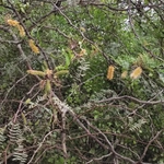 Imagem de Algaroba