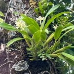 Imagem de Orquídea-batata