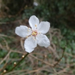 Imagem de Cerejeira-roxa
