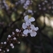 Imagem de Cerejeira-do-mato