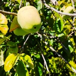 Imagem de marmelo-chinês