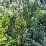 Imagem de Lancewood