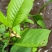 Imagem de Araçá-do-campo