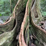 Imagem de Pterocarpus officinalis