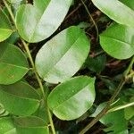 Imagem de Pterocarpus soyauxii